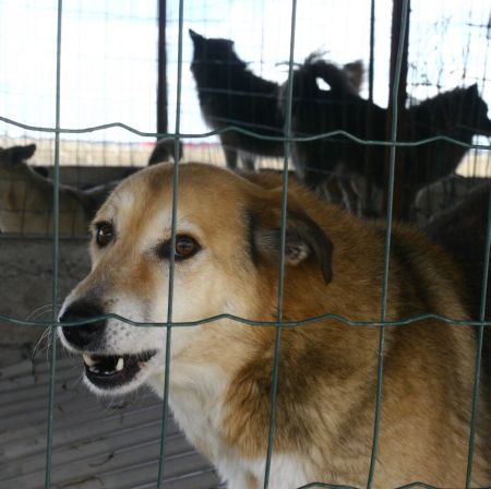 Adoptaţi un câine în Parcul Regina Maria