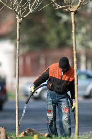 Capitala Banatului se împodobeşte cu arbori de lux