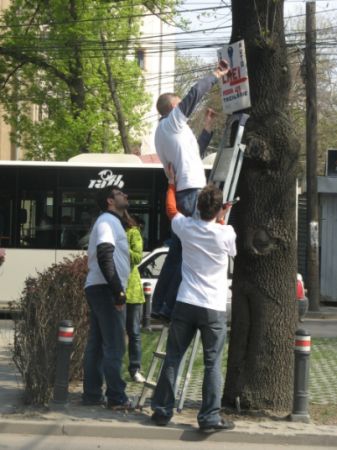 Copaci eliberaţi de cuie şi lanţuri