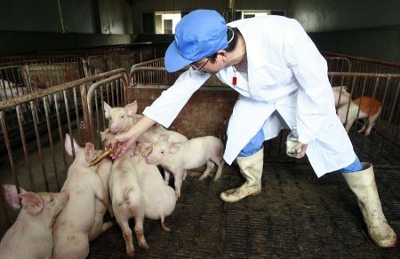 Gripa porcină ocoleşte România, deocamdată