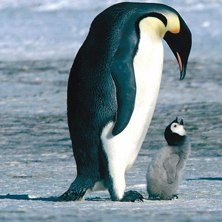 Pe urmele blânzilor uriaşi ai Antarcticii