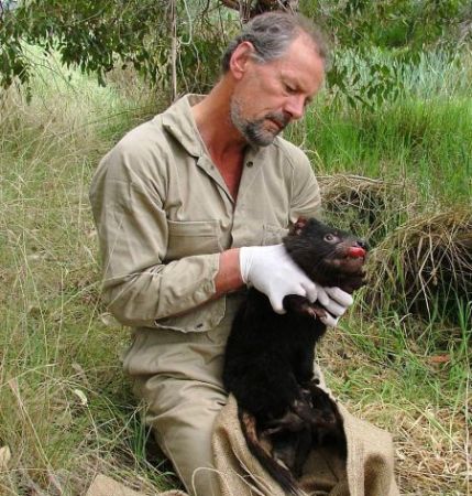 Diavolul tasmanian, în pericol