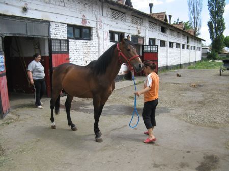 Preţuri de criză: un cal costă cât un televizor