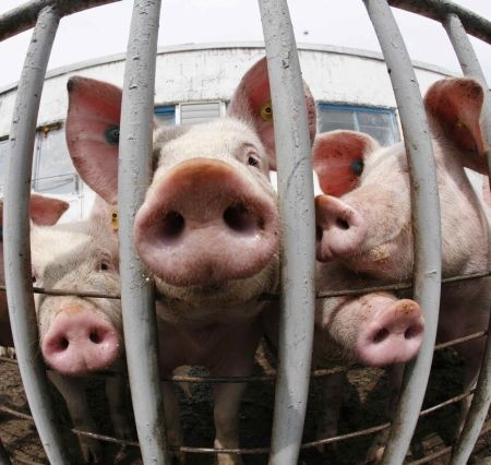 România, în alertă pentru virusul gripei porcine