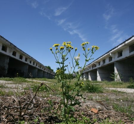 Ultimul damf de mahorcă al uscătoriilor de tutun