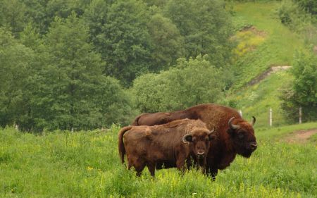 Zimbrii vor repopula Munţii Neamţului