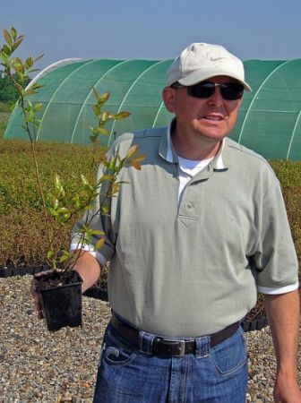 Afaceri cu plantaţii de afini obţinuţi în vitro