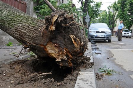 Copacii bătrâni, greu de tăiat din cauza birocraţiei