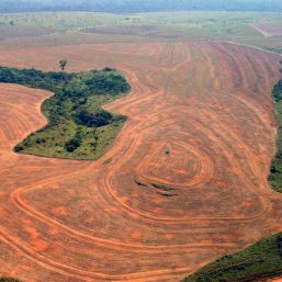 Defrişarea pădurilor, între creştere economică şi ameninţarea planetei