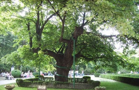 Festivalul Teiului, în Parcul Copou