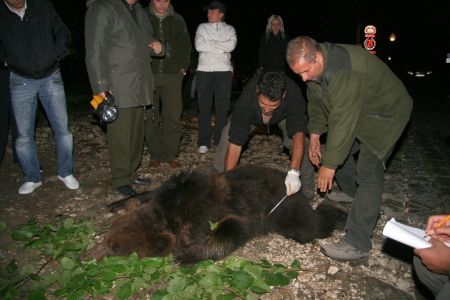 Urşii rebeli din Sinaia, capturaţi cu peşte