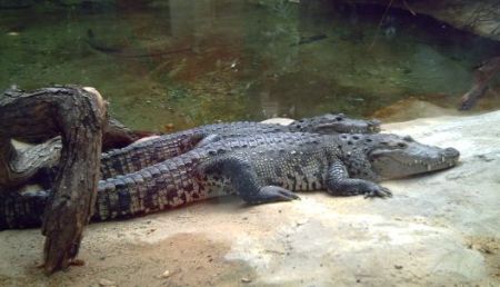 La plimbare prin grădina zoologică din Viena