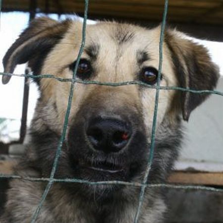 Măcel penal la adăpostul de câini | VIDEO