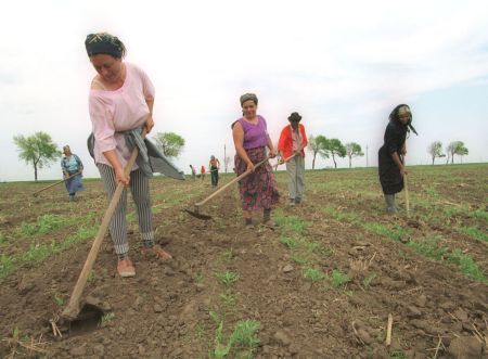 Agricultura românească: suprafeţe mari, producţie mică