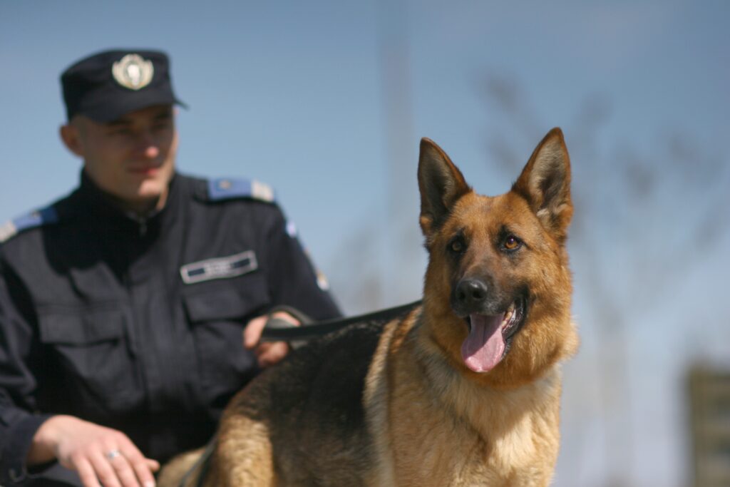 Ciobănesc german, pensionat