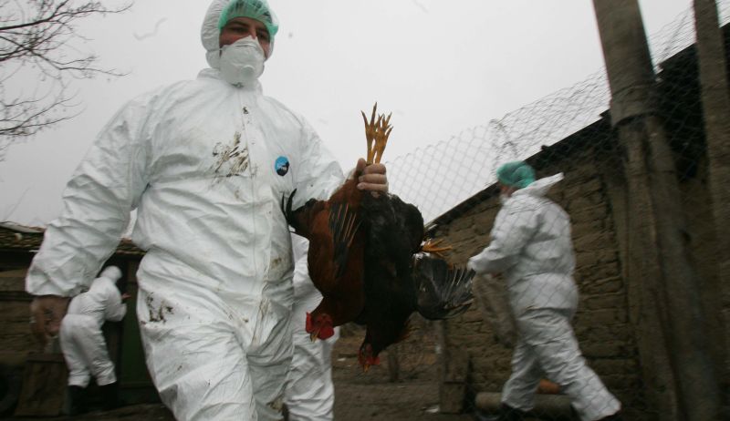 Gripa aviară reînvie pandemia