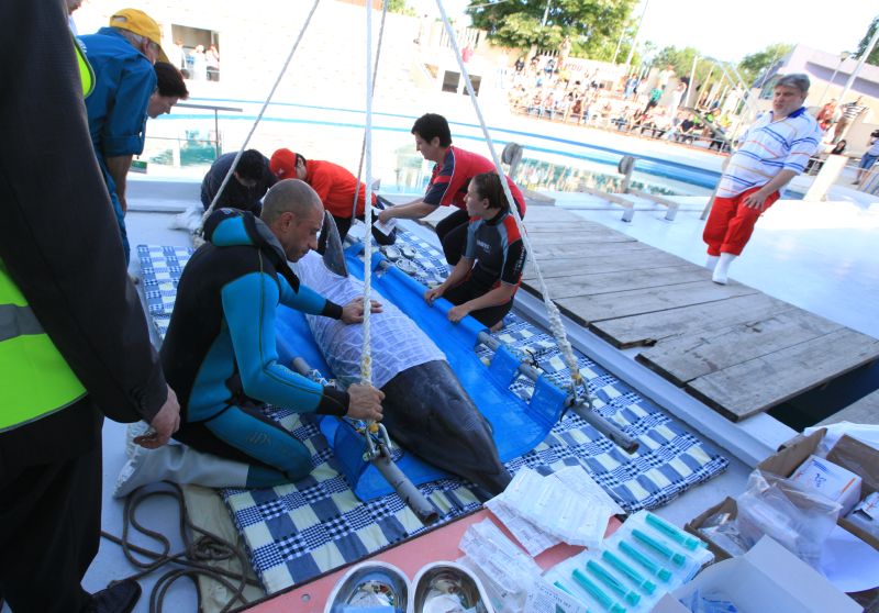 Ni-Ni, Pei-Pei şi Cheng-Cheng, noile vedete ale Delfinariului