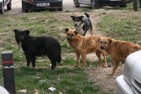 Zeci de ieşeni muşcaţi de câini ajung la Urgenţe