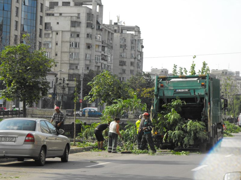 Arborii sănătoşi de lângă Dâmboviţa, puşi la pământ de Primărie