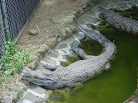 Australian, la spital după ce a încercat să călărească un crocodil