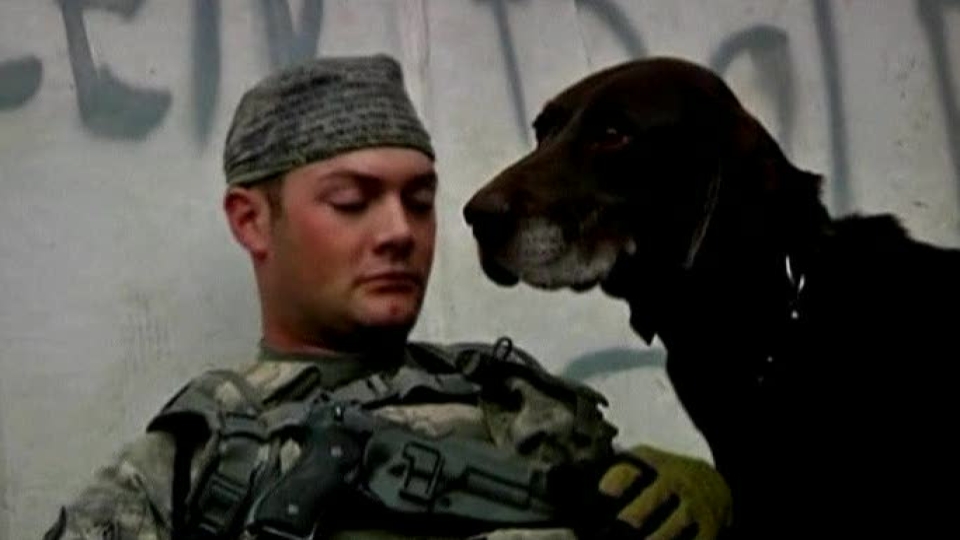 Câinii războiului din Afganistan