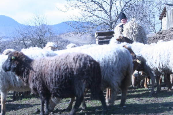 Stână ecologică inclusă în circuitul turistic din Alba