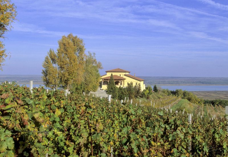 Renaşterea vinului princiar de Drăgăşani
