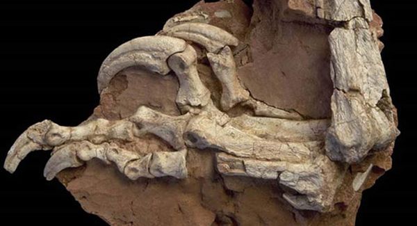Balaurul bondoc: scheletul unui dinozaur ciudat, descoperit în România