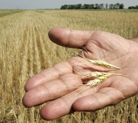 Bulgaria a dublat exporturile de grâu în 2010 şi profită pe seama Rusiei