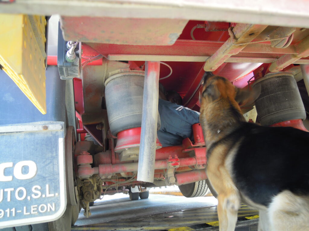 Câine poliţist din Sibiu, erou în Spania