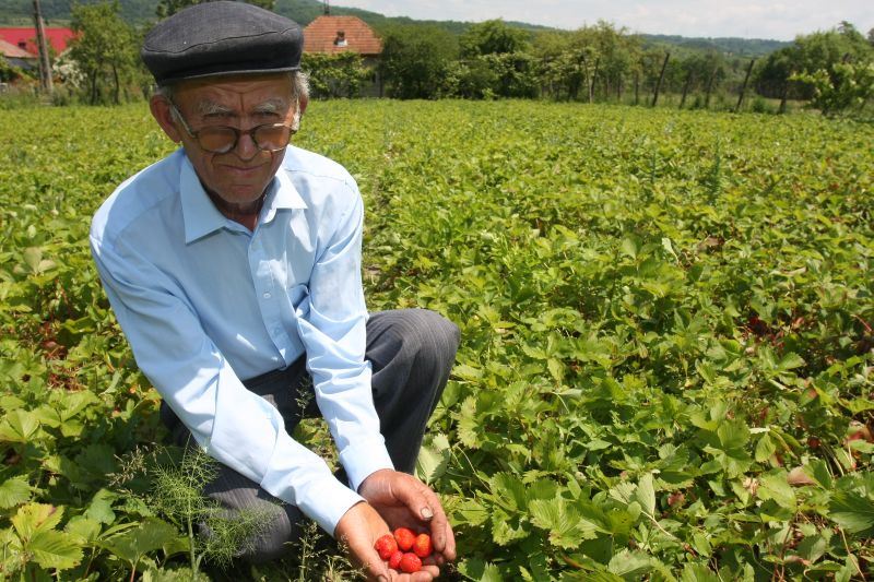 Fermierii români au cheltuit fonduri europene în valoare de aproape 113 milioane de euro