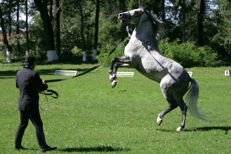 Lipiţanii de Făgăraş, la 90 de ani de cetăţenie română