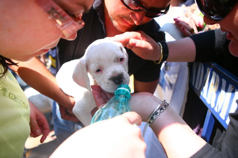 Se pot adopta câini în Parcul Herăstrău