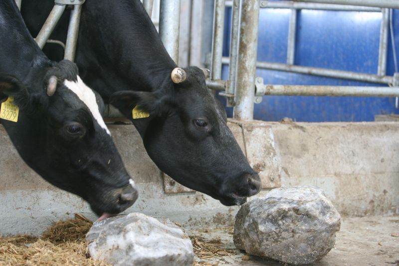 Vacile româneşti dau lapte bun pentru iaurturi
