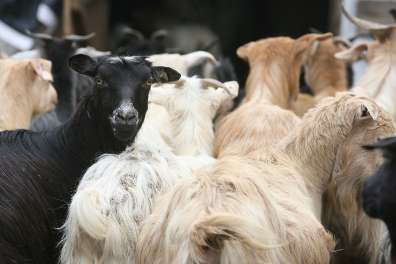 Agricultura dă subvenţii, dar pentru cadavre animale