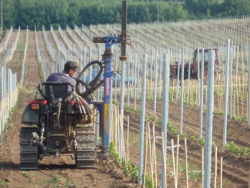 Cât costă o plantaţie de viţă-de-vie la cheie