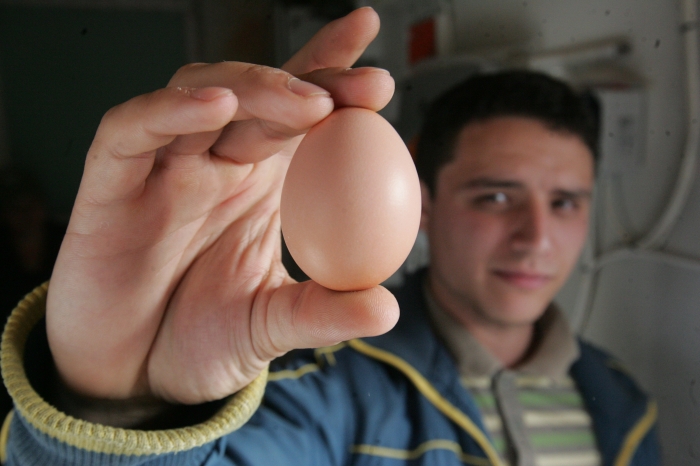 Cum produc ouă "găinile fericite" din Călăraşi