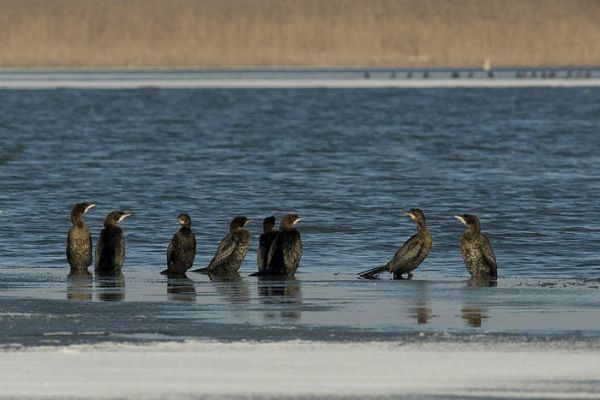 Plantări de salcie şi plop pentru a salva cormoranii mici din Teleorman