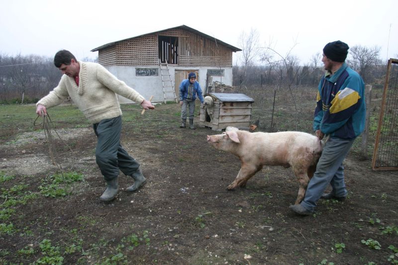 Amendă de 300 de lei pentru cine nu anesteziază porcul de Ignat