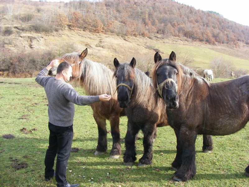 Caii de rasă din România, ucişi de lipsa subvenţiilor