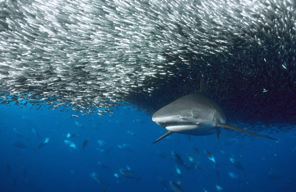 Egipt: Turistă, omorâtă de un rechin în Marea Roşie, la Sharm el-Sheik