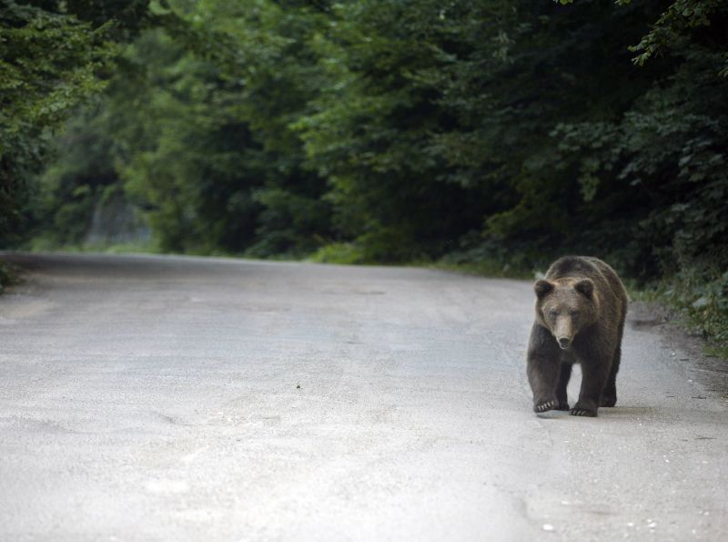 Ursul brun, o specie tot mai rară în România