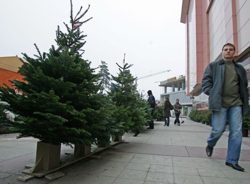 Artişti cehi plantează în Parcul Izvor brazii abandonaţi după Crăciun