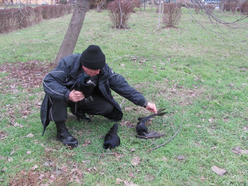 Câteva zeci de ciori moarte în Parcul Tăbăcărie din Constanţa