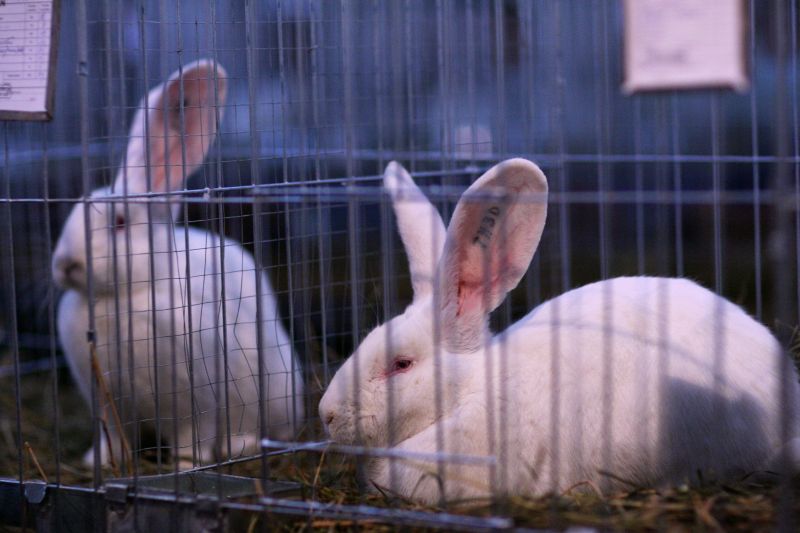 Expoziţie de iepuri şi găini la Timişoara