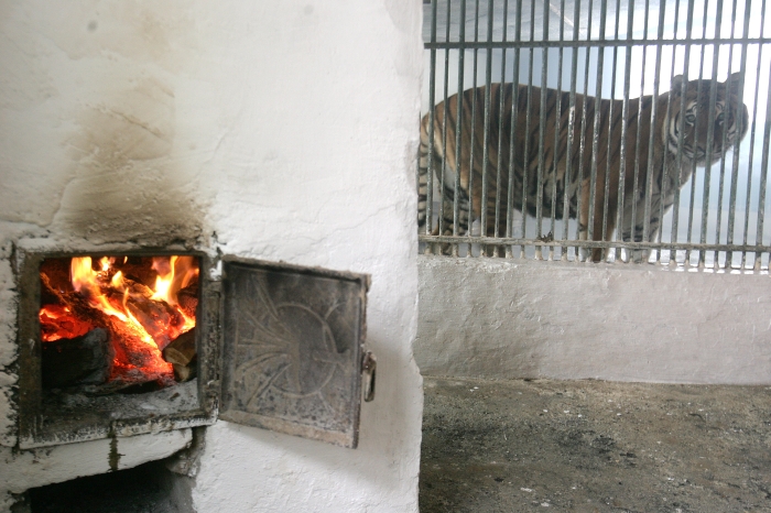 Fabulă la ZOO Craiova: leul, omul şi soba cu lemne | VIDEO