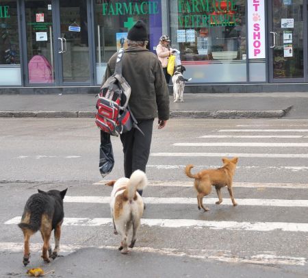 O femeie din Bucureşti a fost sfâşiată de câini