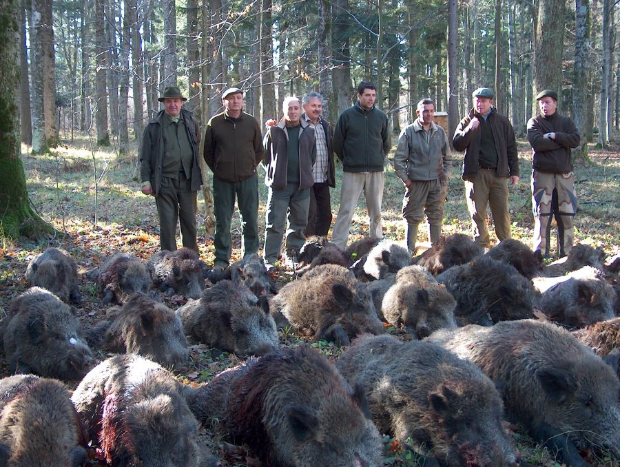 Organizaţiile de mediu condamnă vânătoarea de la Balc
