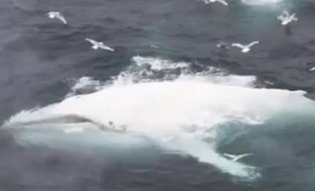 Japonia şi-a suspendat vânătoarea de balene după înteţirea protestelor activiștilor Sea Shepherd