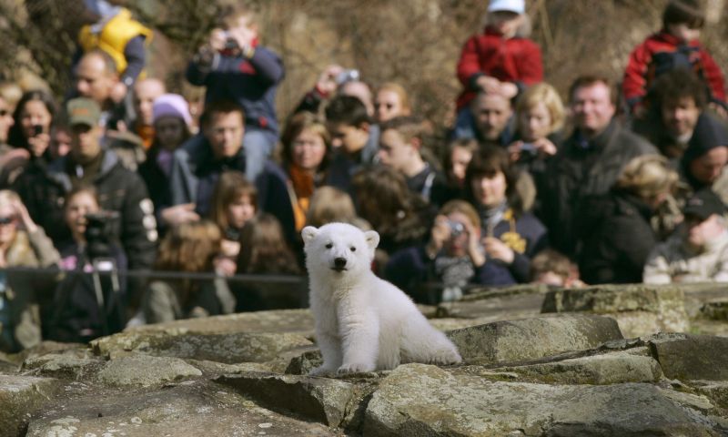 A murit ursul polar Knut